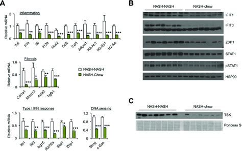 Hepatic Gene Expression Analysis A Qpcr Analysis Of Liver Gene