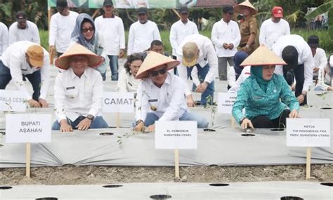 Pj Gubernur Sumut Tanam Cabai Di Desa Serdang Diharapkan Ketersedian