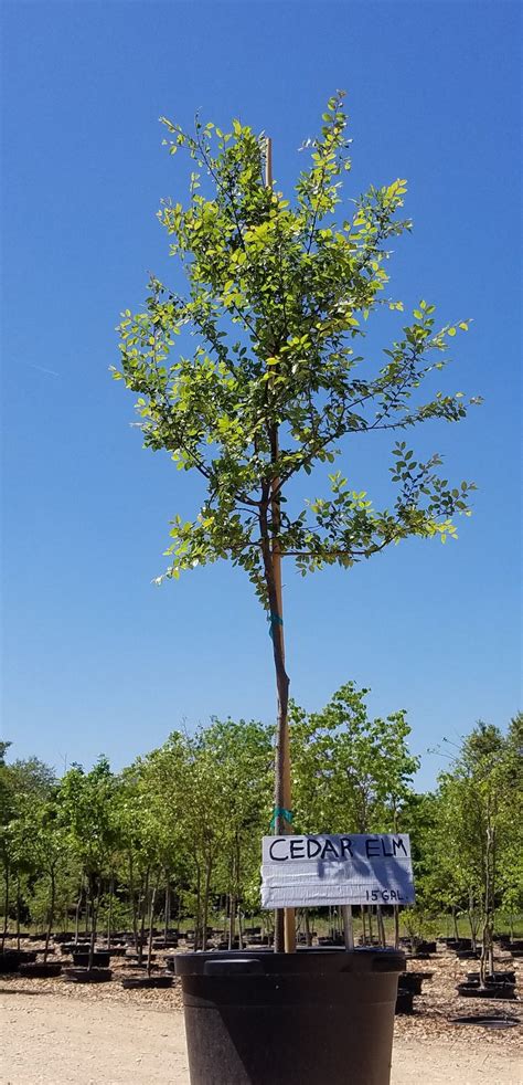 Cedar Elm Ulmus Crassifolia Leander Area Wholesale Nursery Supply