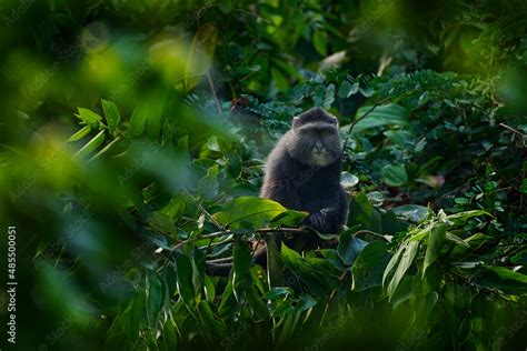 Blue diademed monkey, Cercopithecus mitis, sitting on tree in the ...