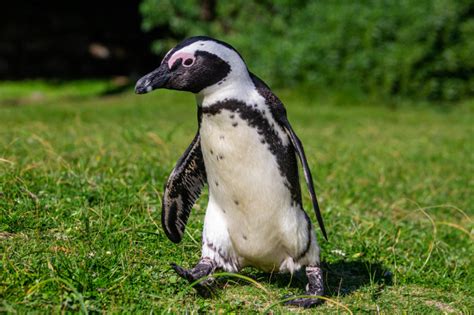 Visit the African Penguins at Boulders Beach | Wander Cape Town