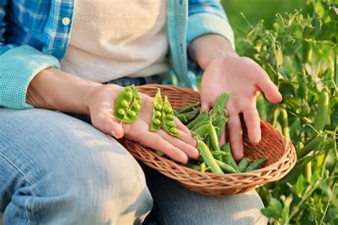 Premium Photo Woman With Freshly Picked Green Pea Pods Peeling And