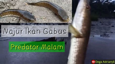 Memburu Predator Malam Mancing Ikan Gabus Dengan Teknik Najur YouTube