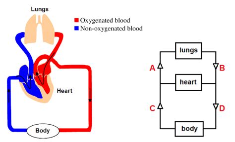 Human Circulatory and Respiratory System