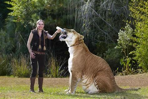 World's largest living cat: Hercules, the liger - Our Planet