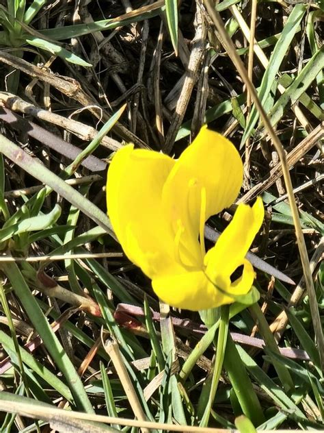 Crocus Flavus Weston