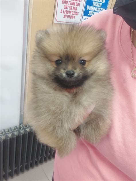 Pomeranian Puppies For Sale In Islip Ny