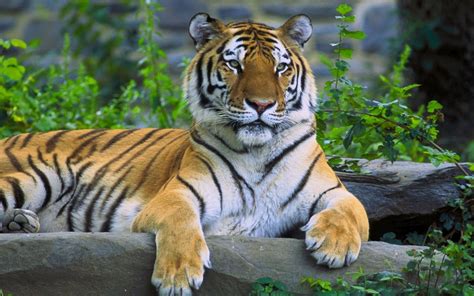 Animals Nature Tiger Wildlife Big Cats Zoo Fauna Mammal