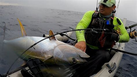 Hawaii Kayak Fishing Big Bait Big Shibi Yellowfin Tuna Youtube