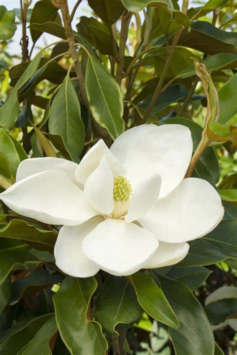 Magnolia evergreen tree for your pots and garden | My desired home