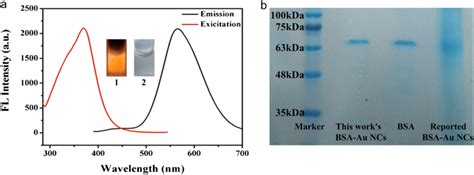 A The Excitation And Emission Fluorescence Spectra Of Bsa Auncs The Download Scientific