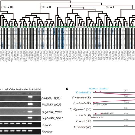 Transcript Expression Rt Pcr Experiments And Synteny Relationship Of