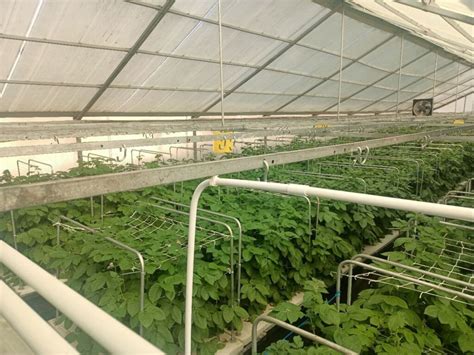 Aeroponic Systems – Techno Seeds