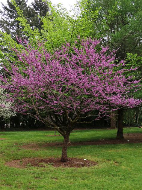 Joy S Pride Redbud J Frank Schmidt Son Co