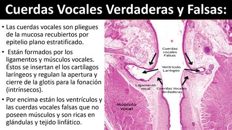 Orden Escribir Ciego Funcion De Las Cuerdas Vocales Falsas Forma Del