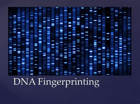 Dna Fingerprinting Ppt Download