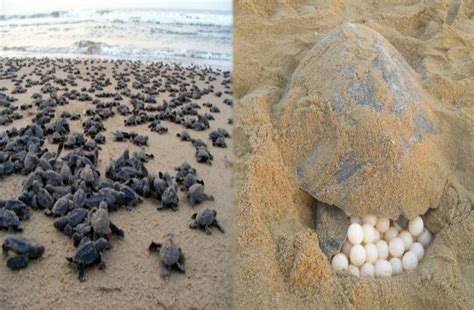 Lakh Olive Ridley Turtle Came To Give Eggs On The Beach Of Odisha