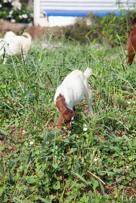 Goats eating grass 1966380 Stock Photo at Vecteezy