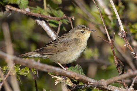 Common Grasshopper Warbler Locustella Naevia Sprinkhaanz Flickr