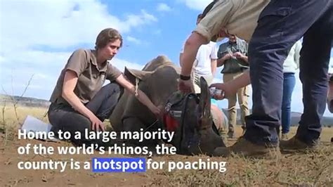 South African Scientists Turn Rhino Horns One News Page Video