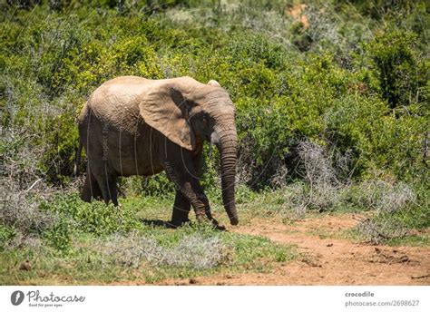 Ein asiatischer Elefant steht im Dschungel und pustet mit seinem Rüssel