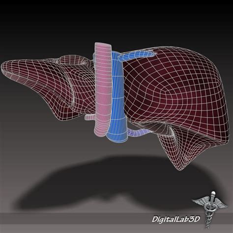 Liver Anatomy 3d Model Cgtrader