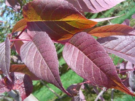 Fraxinus Americana Autumn Purple Autumn Purple Ash Zone 3 80ft