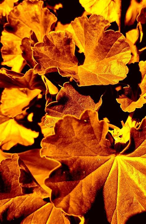 Golden Geranium Leaves Digital Art By Loraine Yaffe Fine Art America