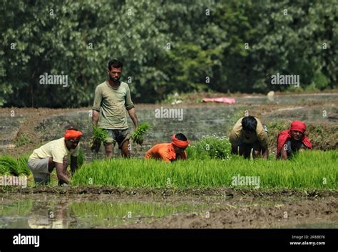 Srinagar Kashmir India Th June Laborers Work In A Paddy