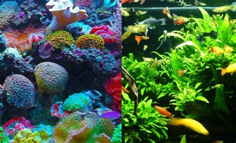 Freshwater Or Saltwater Aquarium For Beginners Differences With Pros