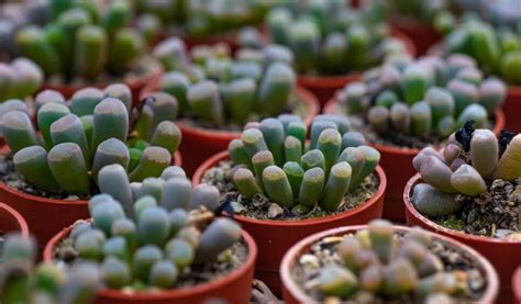 Growing And Caring For Baby Toes Succulents Your Ultimate Guide To