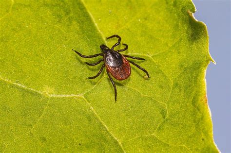 Wood Tick Vs Deer Tick Which Tick Carries Lyme Disease