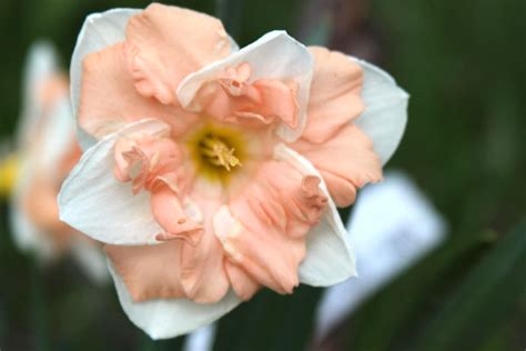 Нарцисс Эприкот Вирл Apricot whirl