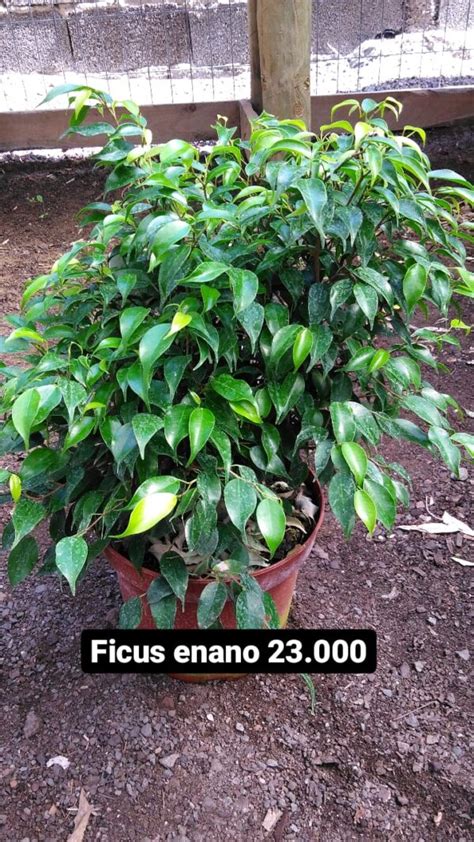 Ficus Enano Vivero Antofagasta