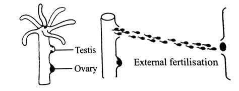 Hydra Ovary Diagram