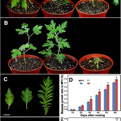 Examples of phenotypic variation for different traits in M 0 | Download ...