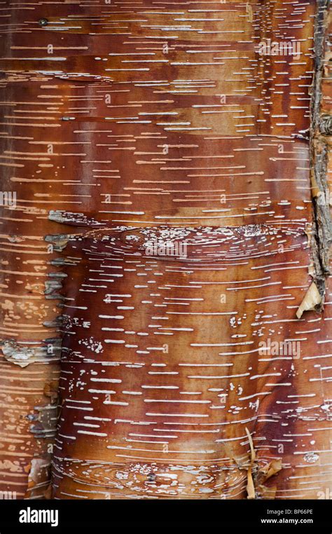 Betula Albosinensis 'Red Panda'. Chinese red birch tree bark Stock Photo - Alamy