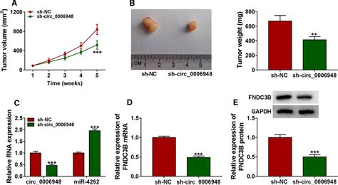 Circ Promoted Ec Tumorigenesis In Vivo By The Mir Fndc B