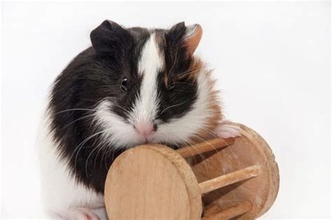 How To Make Homemade Guinea Pig Chew Toys | Wow Blog