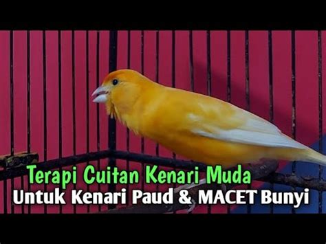 Cuitan Kenari Gacor Muda Belajar Nata Lagu Masteran Kenari Paud