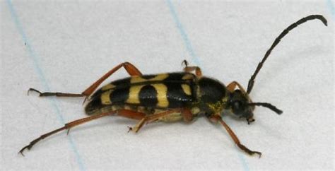 Black And Yellow Longhorn Beetle Typocerus Sparsus Bugguide Net