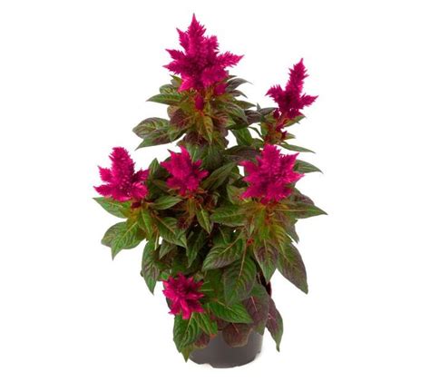 Celosia Plumosa Kelos® Fire Scarlet Celosia Eberts Greenhouse