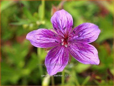 Ooievaarsbek Geranium Soboliferum Starman Tuingeranium Geranium