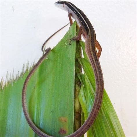 Long Tailed Grass Lizards