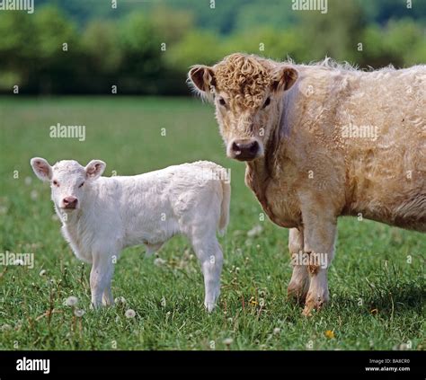 Charolais Cattle Cow And Calf Stock Photo 23542596 Alamy