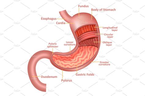 Stomach Anatomy Diagram