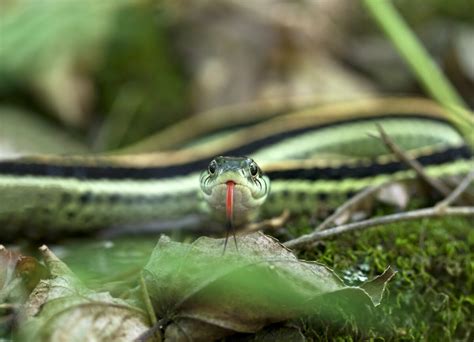 Garter Snake Texas (Species, Appearance, Behavior)