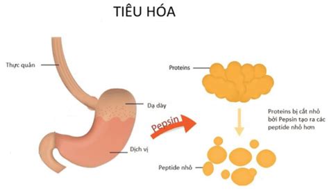 Enzym Tiêu Hóa Protein Trong Dạ Dày Là Gì Phân Tích Chi Tiết Và Vai