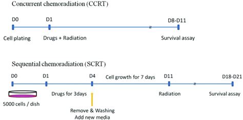 Treatment Scheme For Concurrent Chemoradiation CTRT And SCRT In