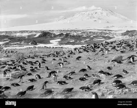 Penguin colony in Antarctica. The Adelie penguin (Pygoscelis adeliae ...